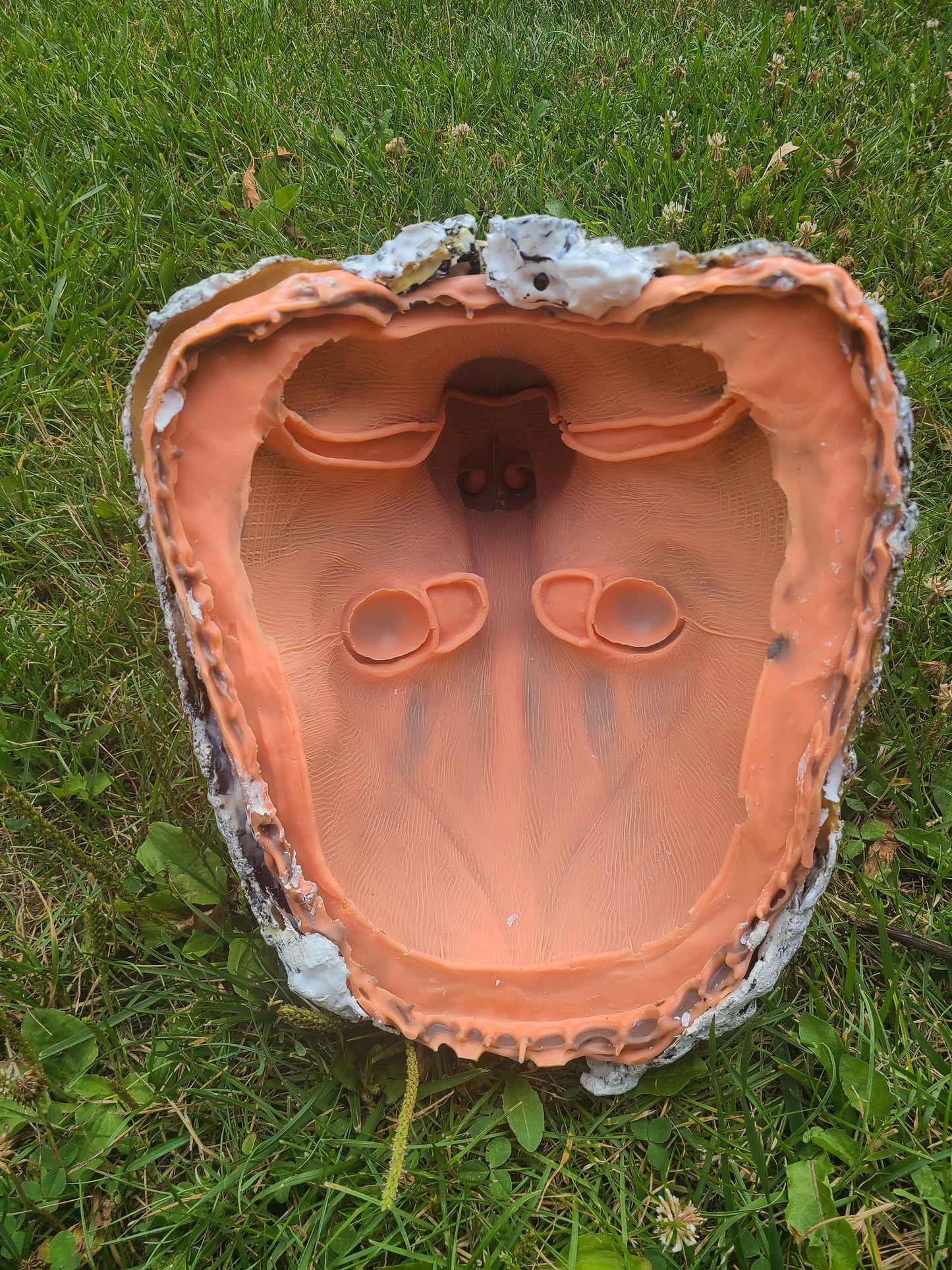 Realistic Canine Resin Mask MOLD (not a base)