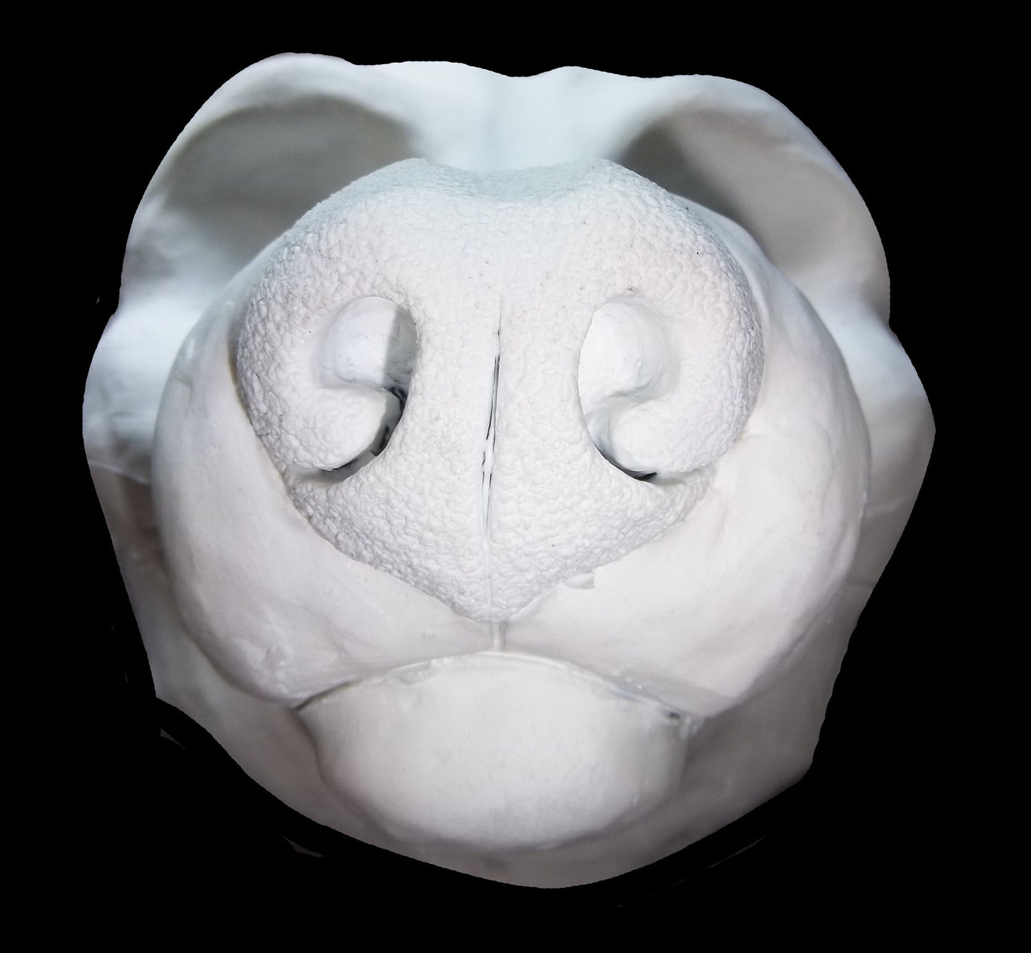 Semi Realistic Canine Mask Blanks (Jawsets available), Fursuit Head Resin Base K9